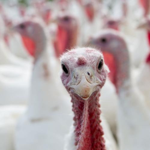 Total automation for turkeys