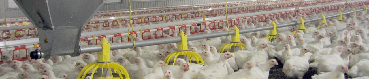 Feed weighing system for poultry farms