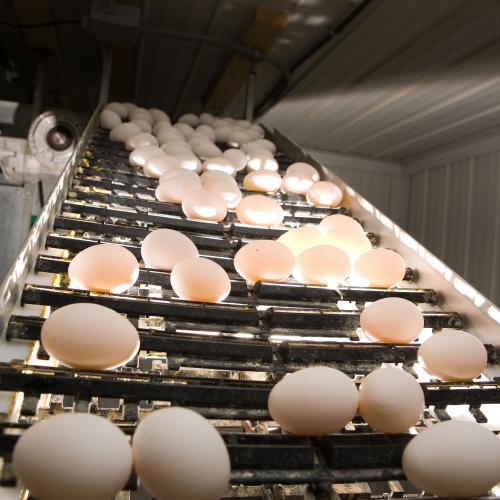 Egg counting - a solution for farmers