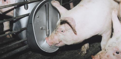 PIG-DRINK.jpg