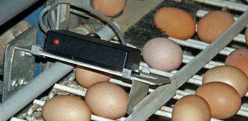 Egg counter iR.10