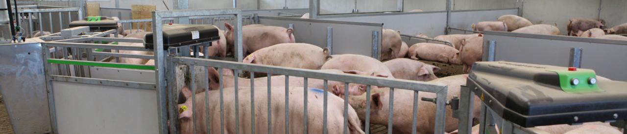 Limit lost production days in the gestation house with automatic heat detection