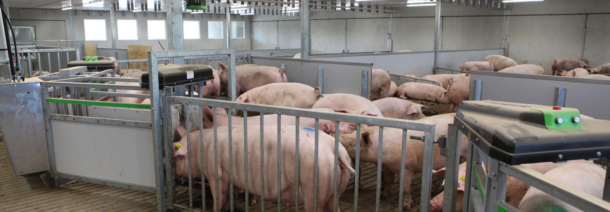 Feeding system for pigs