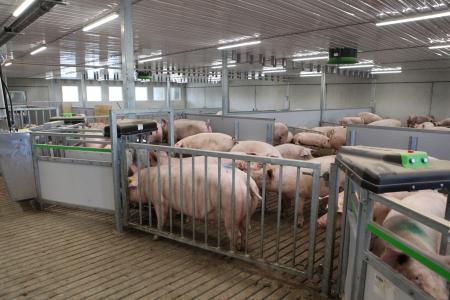 Feeding system for pigs 