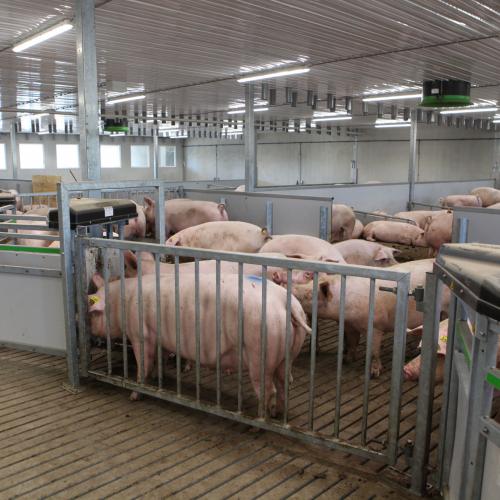 Tips for efficient sow management