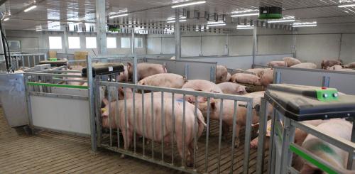 Feeding system for pigs