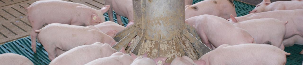 Rondomat sensor-controlled piglet feeder