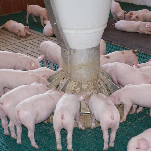 Rondomat sensor-controlled piglet feeder