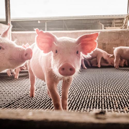 Total automation for piglets