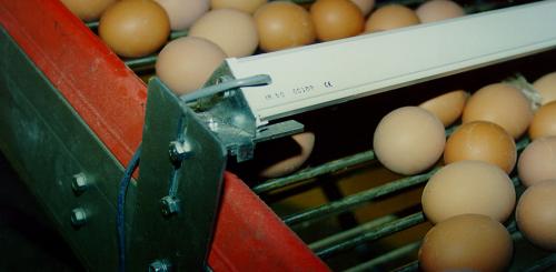 Egg counter iR.50