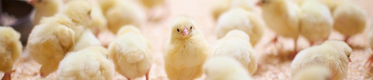 MicroControl for the best start of young broilers