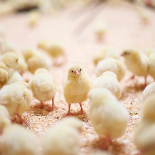 MicroControl for the best start of young broilers