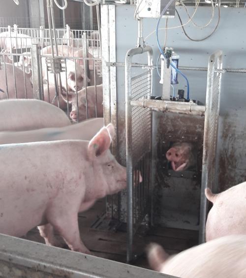 Automatic heat detection reduces farrowing rate sows