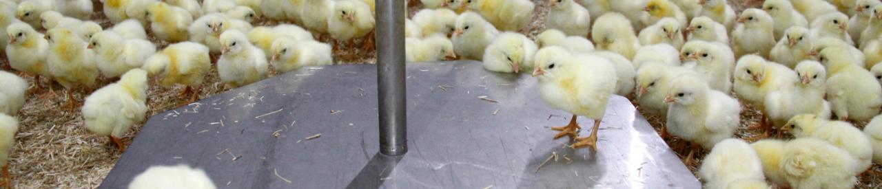 Automatic poultry weighing system