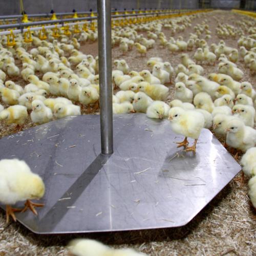 Automatic poultry weighing system