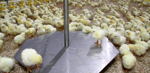 poultry-weiging-scale.jpg