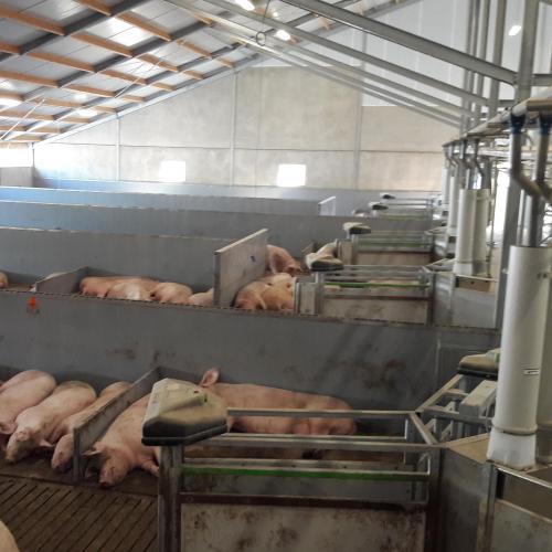 Tips for efficient sow management